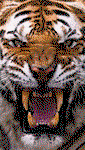 User Logo